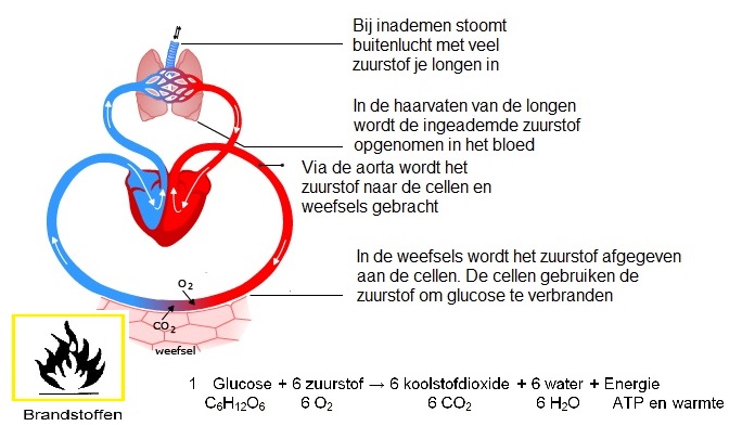 zuurstof circulatie in bloed 3